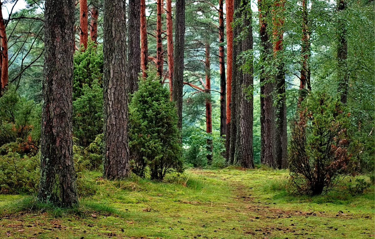 Waldsatzung